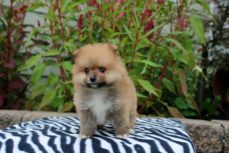puppy, for, sale, Pomeranian, Matthew B. Stoltzfus, dog, breeder, Gap, PA, dog-breeder, puppy-for-sale, forsale, nearby, find, puppyfind, locator, puppylocator, aca